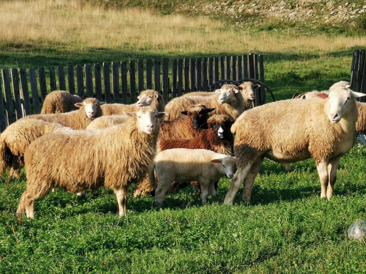 Domek W Gorach Na Wylacznosc Zlatna Luaran gambar